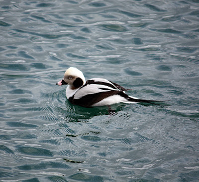 A black and white duck with a long tail