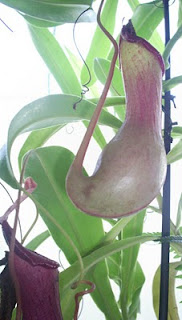 jarro de nepenthes