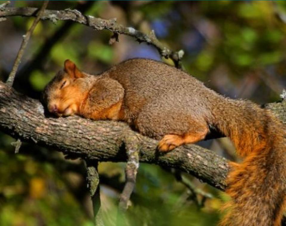фото белка спит на дереве