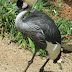 Plumage Grou Bird