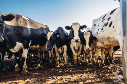 FRONTERA: Desaparecen vacas provenientes de Apure-Venezuela de contrabando vigiladas por el Ejército en Colombia.