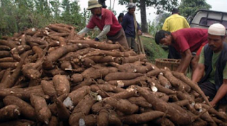 Harga Ubi Kayu Ketela Mentah