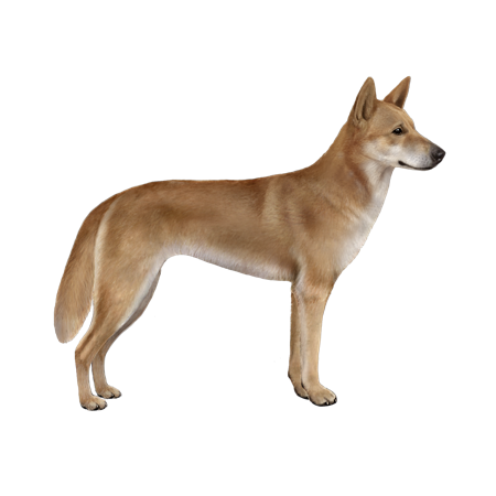 Dingo no Mundo (Canis Lupus Dingo)