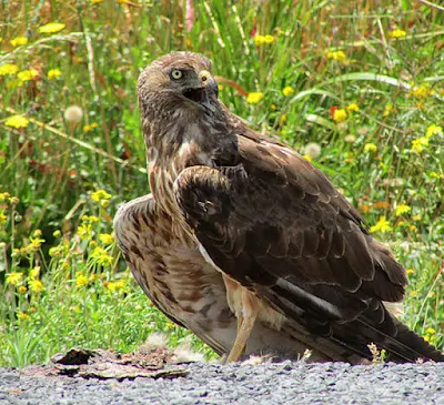 Swamp Harrier (Circus approximans)