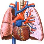 What is pulmonary circulation