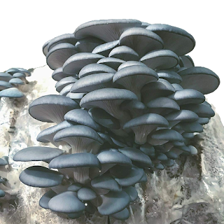 Buy Blue Oyster Mushroom Growing Kit