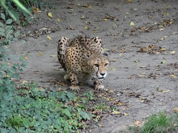 2017.08.26-051 guépard