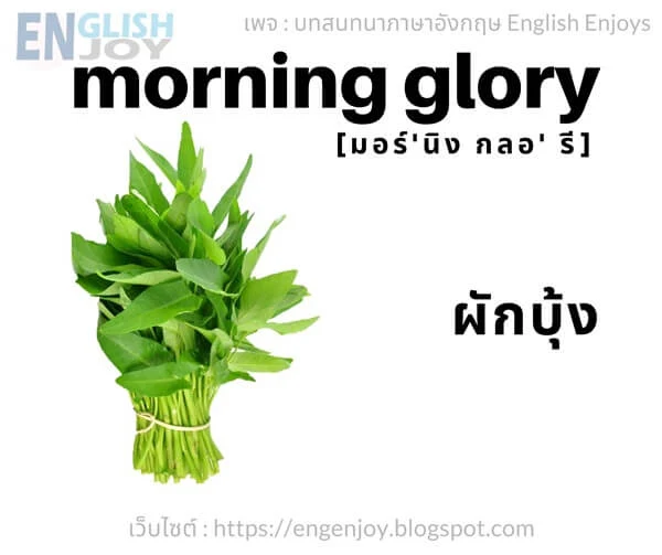 คําศัพท์ภาษาอังกฤษ ผัก - Morning glory (ผักบุ้ง)_Vegetables