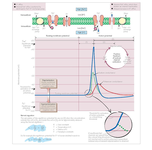 Resting Membrane And Action Potential, Action potential generation, Sequence of events in the generation of an action potential, equilibrium