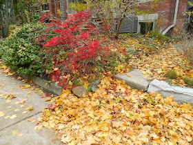 Riverdale Fall Cleanup Front Garden Before by Paul Jung Gardening Services--a Toronto Gardening Services Company