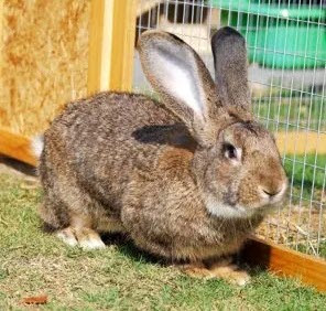 Flemish breed of rabbit