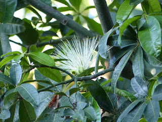 Pistache arbuste - Noisetier de Cayenne - Pachira glabra - Bombacopsis glabra