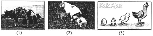 sapi buang air, kucing beranak, telur-anak ayam-ayam dewasa, gambar soal no. 25 IPA SMP UN 2018