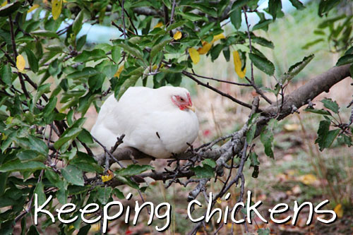 Gardening With Dogs: Keeping Chickens: Housing
