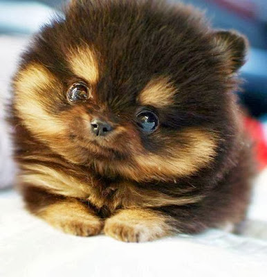 cutest pomsky puppy