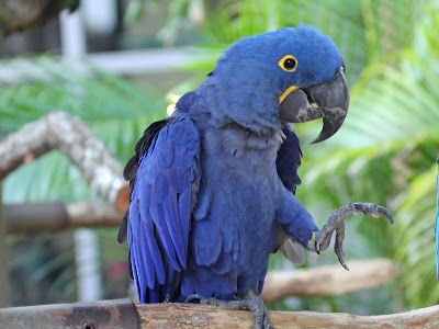 Macaw Portrait256