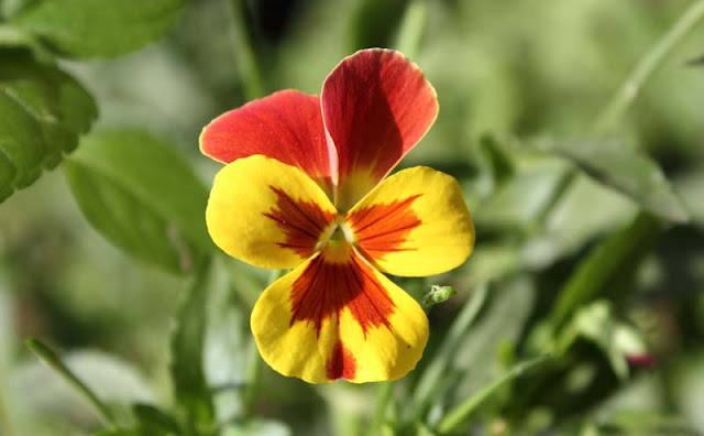 Pansy Flowers Pictures