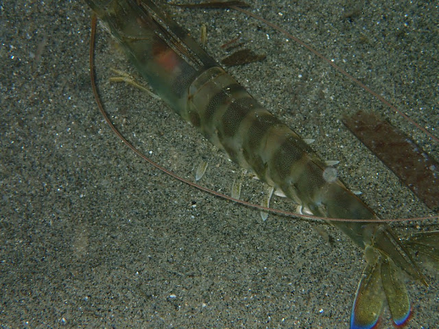 Penaeus kerathurus