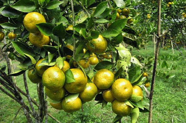 7 Manfaat Buah Jeruk Bagi Kesehatan