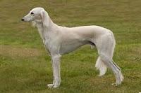 Saluki