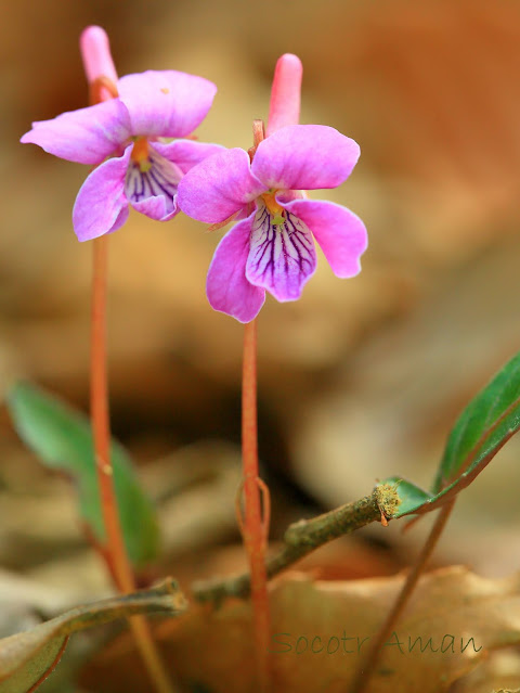 Viola violacea