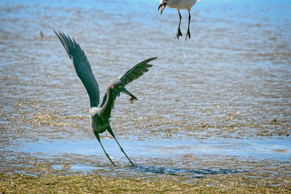 Gull harassing a Little Blue Heron for its fish.