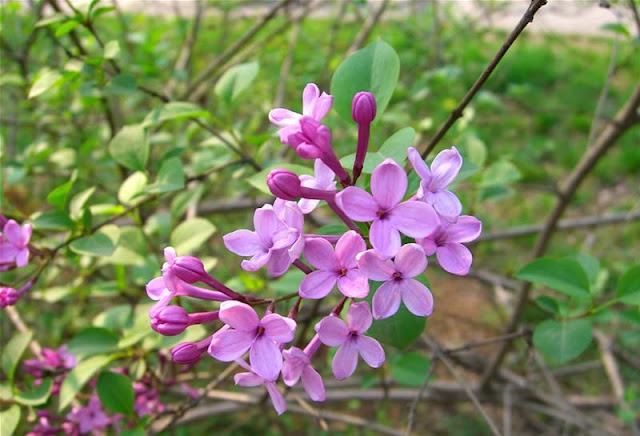 Lilac Flowers Pictures