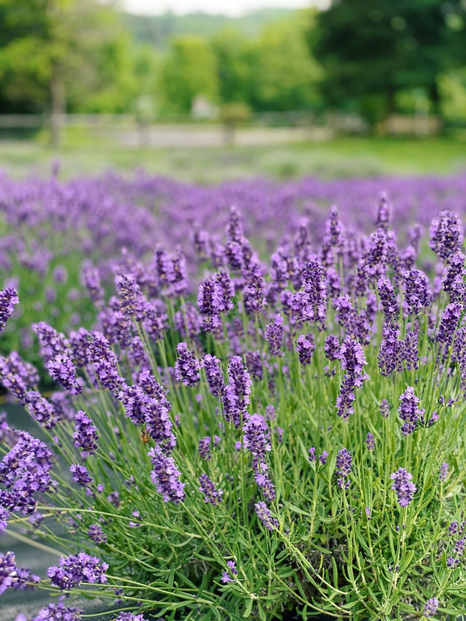 Peace Valley Lavender Farm in Doylestown, PA | Organized Mess