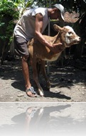 sapi-kangguru-D