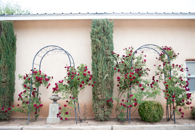 albuquerque engagement session, engagement session in albuquerque, winery engagement session, corrales winery, corrales engagement, maura jane photography, wedding photographers in albuquerque, wedding photographers in new mexico, albuquerque wedding photographer