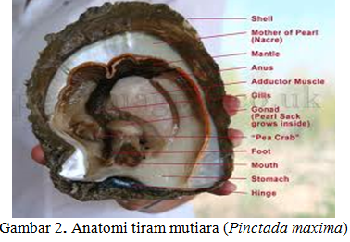 Aswar Sharing Makalah Budidaya Tiram Mutiara