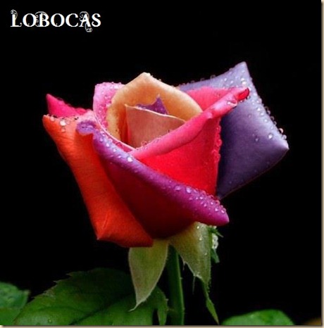 rosa-LoBocAs-5003