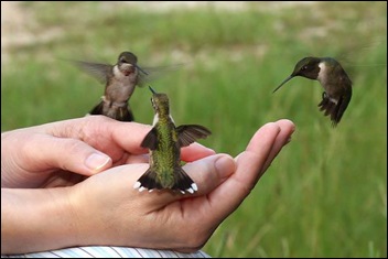 kolibri