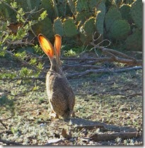 rabbit