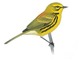 Sanskrit Essay on Birds | Birds Sanskrit Essay