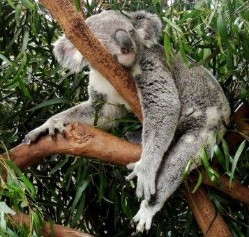 Koala durmiendo (ellos duermen casi todo el día entre 20 a 22 horas) 