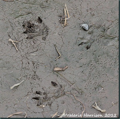 16-mammal-prints