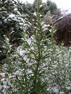 Frosty rosemary