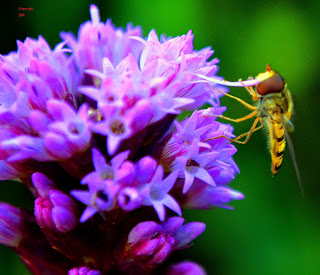 Fauna, Flora, Tiere, Vögel, Fische, Insekten, Blumen, Bäume, Berge, Meer, Ozean, Natur, Sonne, Mond, animals, birds, fish, insects, flowers, trees, mountains