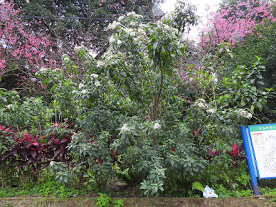 扁桃斑鳩菊