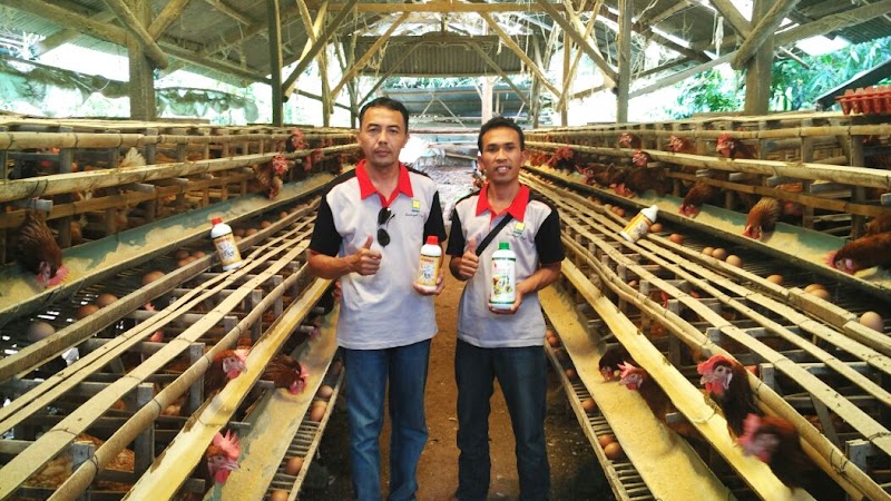 25+ Pemeliharaan Ayam Petelur