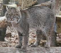 gambar bobcat