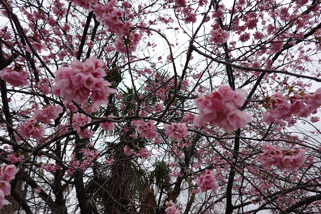 鳥取県米子市河岡 早咲きの桜