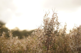 Meadow gone to seed