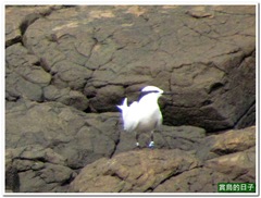 20120617_094054_039_Ponghu