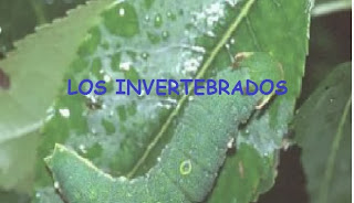 http://www.ceiploreto.es/sugerencias/juntadeandalucia/la_tierra/invertebrados/indexinvertebrados.html