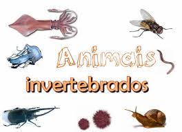 https://www.edu.xunta.es/espazoAbalar/sites/espazoAbalar/files/datos/1363692800/contido/vocabulario_animais_invertebrados.html