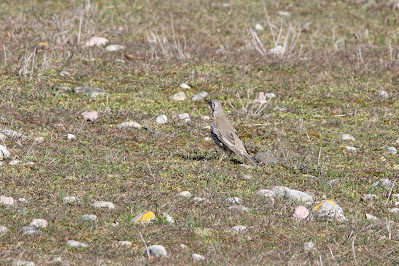 Grote Lijster - Kreaklyster - Turdus viscivorus