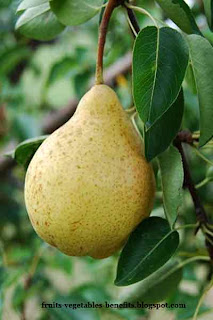 health_benefits_of_pears_juice_fruits-vegetables-benefitsblogspot.com(health_benefits_of_pears_juice_10)