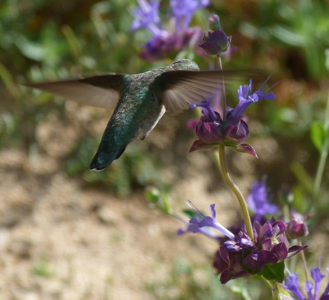 Plants Hummingbirds Love